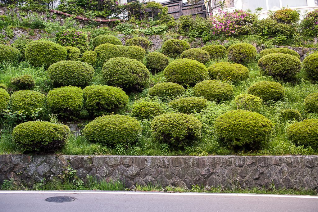japan Hakone green sheep 